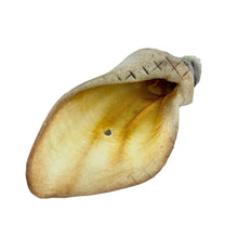 Load image into Gallery viewer, Brown honey cow ear on a white background