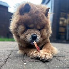 Load image into Gallery viewer, Puppy chewing on a small object on a paved surface