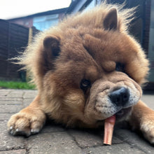 Load image into Gallery viewer, Puppy chewing on a small object on a paved surface