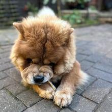 Load image into Gallery viewer, Deer Bladder Twist