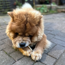 Load image into Gallery viewer, Chow Chow dog sitting on a paved surface with a garden in the background
