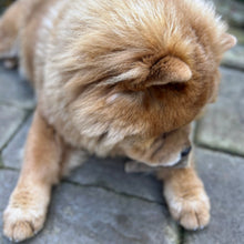 Load image into Gallery viewer, 100% Natural Lamb Meaty Strip