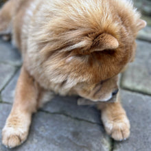 Load image into Gallery viewer, 100% Natural Kangaroo Meaty Strip