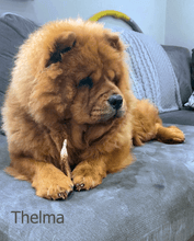 Load image into Gallery viewer, thelma-eating-antler