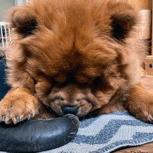 Load image into Gallery viewer, thelma-eating-buffalo-horn