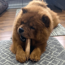 Load image into Gallery viewer, thelma-eating-olive-tree-dog-chew