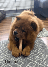 Load image into Gallery viewer, thelma-eating-olive-tree-dog-chew