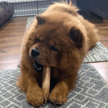 Load image into Gallery viewer, thelma-eating-olive-tree-dog-chew
