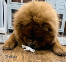 Load image into Gallery viewer, thelma-eating-puffed-chicken-foot