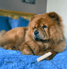 Load image into Gallery viewer, thelma-with-yak-bar-dog-treat