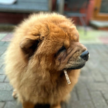 Load image into Gallery viewer, Close-up of a fluffy brown dog with a blurred background