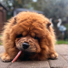 Load image into Gallery viewer, Puppy chewing on a small object on a paved surface