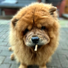 Load image into Gallery viewer, Chow Chow dog with a treat in its mouth on a blurred background