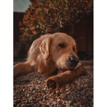 Load image into Gallery viewer, anco-camel-roll-large-and-dog