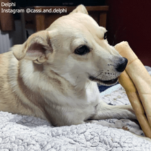 Load image into Gallery viewer, delphi-eating-bully-roll_1