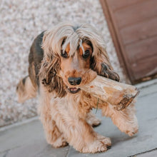 Load image into Gallery viewer, dog-with-cow-horn