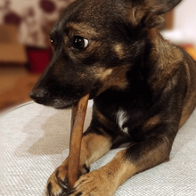 Load image into Gallery viewer, Cassi -eating-deer-skin