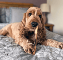 Load image into Gallery viewer, izy-eating-beef-skin