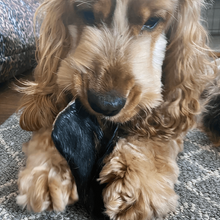 Load image into Gallery viewer, izzy-eating-cow-ear