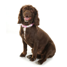 Load image into Gallery viewer, Doodlebone Padded Collar Purple Violet XL