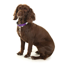 Load image into Gallery viewer, Doodlebone Padded Collar Aqua XL