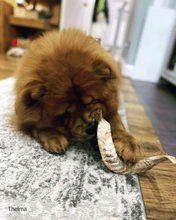 Load image into Gallery viewer, thelma-cho-chow-eating-lamb-horn