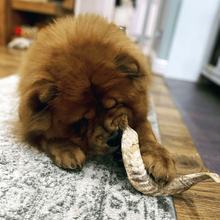 Load image into Gallery viewer, thelma-cho-chow-eating-lamb-horn