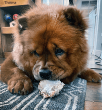 Load image into Gallery viewer, thelma-eating-beef-knee