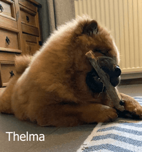 Load image into Gallery viewer, thelma-eating-deer-leg