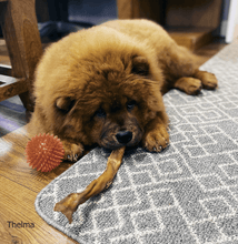 Load image into Gallery viewer, thelma-eating-pork-rind-bar