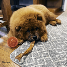 Load image into Gallery viewer, thelma-eating-pork-rind-bar