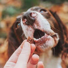 Load image into Gallery viewer, anco-trainers-fish-dog-training-treats
