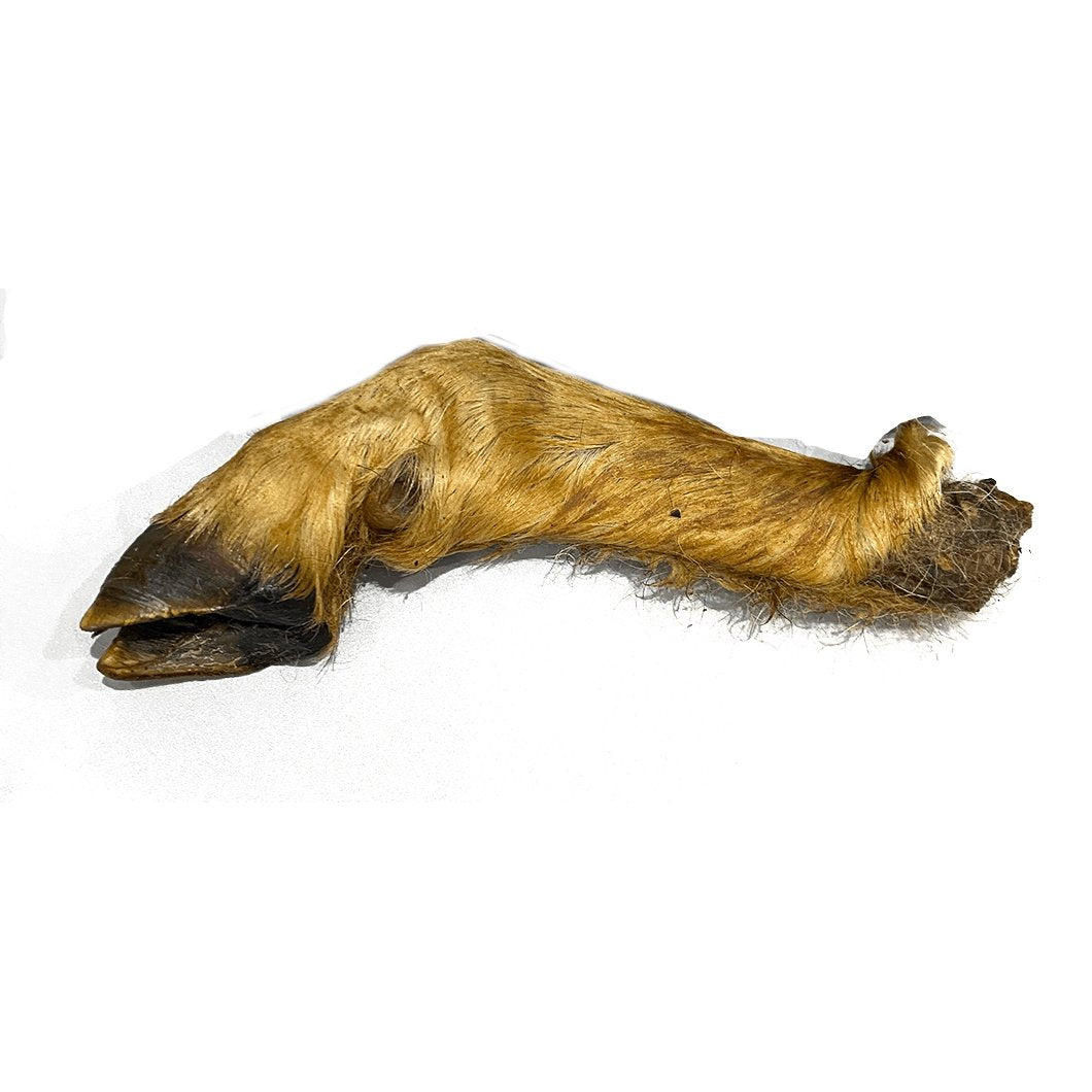 Hairy Lamb Trotter
