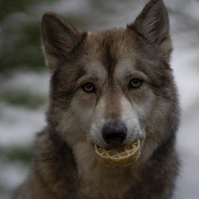 Load image into Gallery viewer, Wolf holding a waffle in its mouth with a blurred natural background
