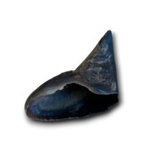 Load image into Gallery viewer, A single dark blue and black shell fragment or fossil specimen shown on a plain white background with a soft drop shadow.
