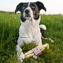 Load image into Gallery viewer, Dog sitting in grass with a bone-shaped chew toy
