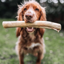 Load image into Gallery viewer, Dog holding a large Beige bully roll on a white background in its mouth outdoors on grass
