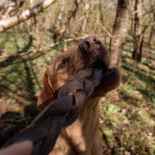 Load image into Gallery viewer, Dog holding a leather glove in its mouth with a forest background
