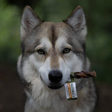 Load image into Gallery viewer, Wolf with a tag on its mouth against a blurred natural background
