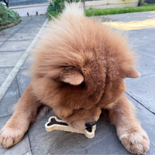 Load image into Gallery viewer, A fluffy golden-brown Chow Chow puppy outdoors on a paved surface, biting and chewing a bone-shaped dog treat.
