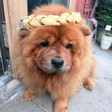 Load image into Gallery viewer, A fluffy brown Chow Chow dog sitting on a concrete sidewalk outdoors, wearing a decorative braided headband with a silver metal ring and clasp.
