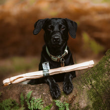 Load image into Gallery viewer, Black dog sitting on a rock with a stick in its mouth, surrounded by greenery

