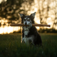 Load image into Gallery viewer, Dog holding a stick in its mouth outdoors with a blurred natural background
