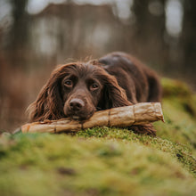 Load image into Gallery viewer, Dog holding a stick in a forest setting
