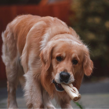 Load image into Gallery viewer, Dog with a bone in its mouth outdoors
