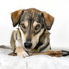 Load image into Gallery viewer, Dog lying on a white surface with a white background
