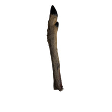 Load image into Gallery viewer, deer leg on a white background
