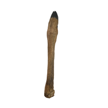 Load image into Gallery viewer, A single natural hoof or horn-like limb segment with a dark black tip and a warm brown body, isolated on a plain white background.
