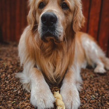 Load image into Gallery viewer, Golden retriever sitting on a wooden surface with a chew Anco Naturals Lamb Braids Medium.
