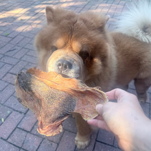 Load image into Gallery viewer, Dog sniffing a large dried leaf held by a person on a brick pavement
